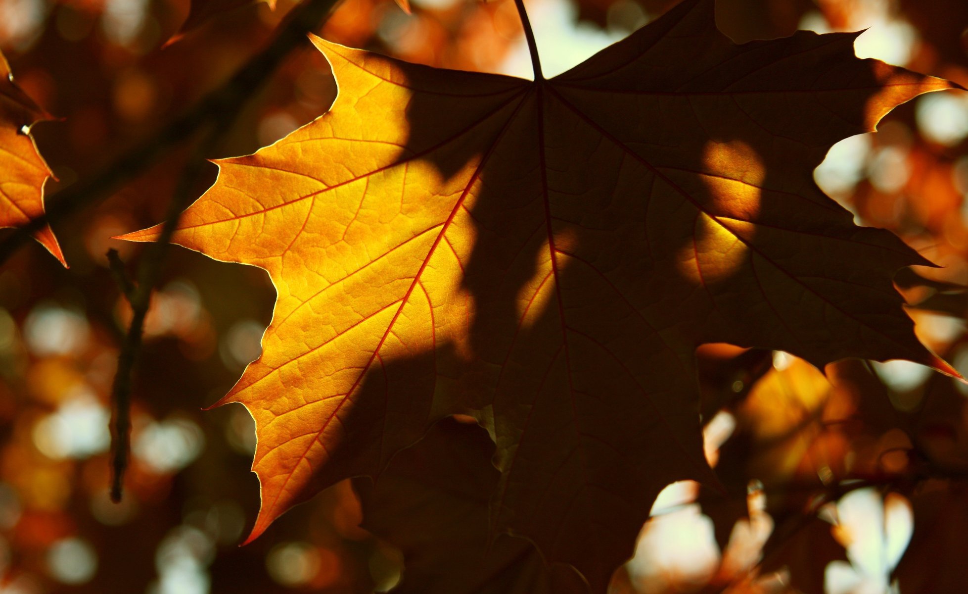 makro gelb sonne blätter blatt schatten blatt