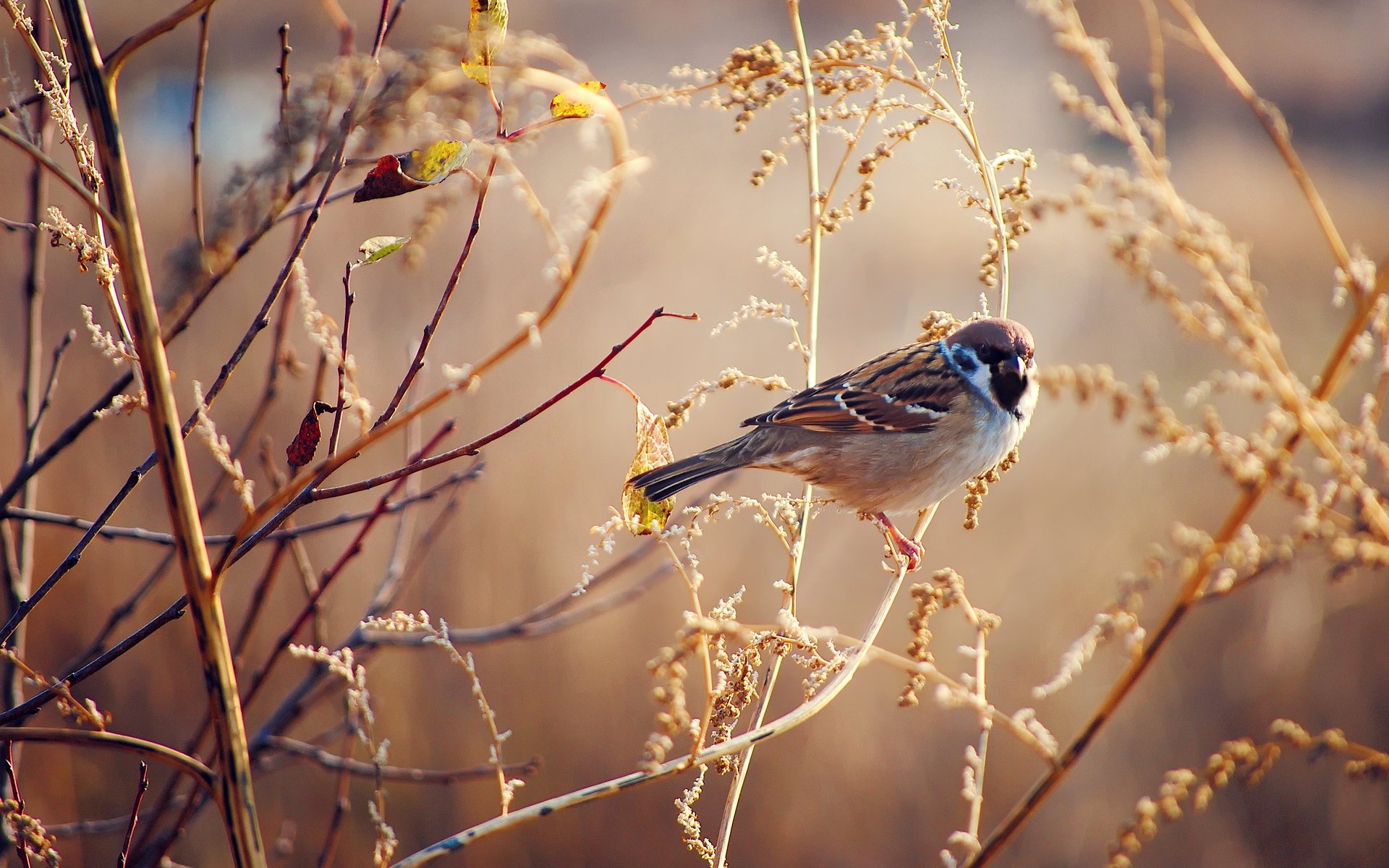vogel gras herbst spatz trocken sonnig