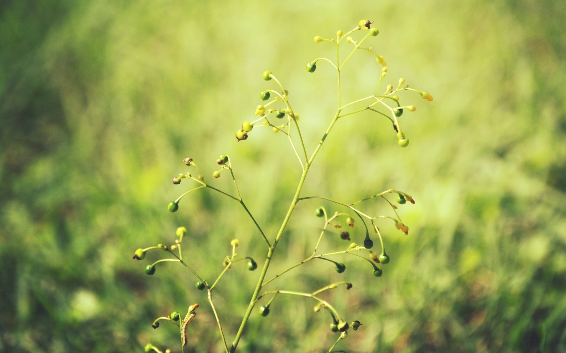 macro blur macro plant background wallpaper green