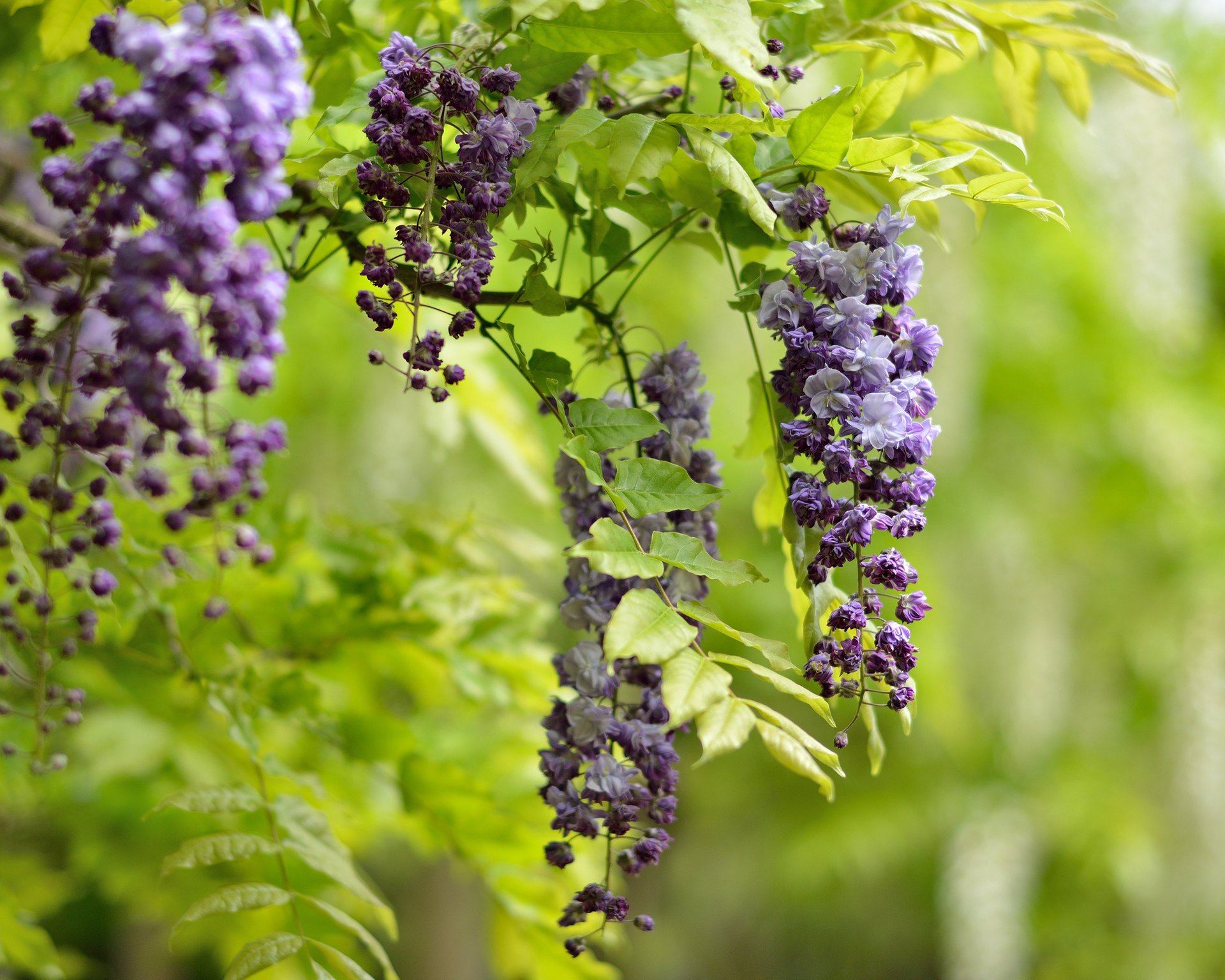 branche fleurs lilas grappes glycine