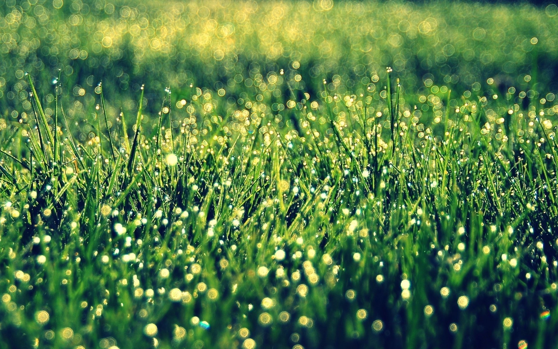 makro bokeh gras vegetation sonne hintergrund grüns