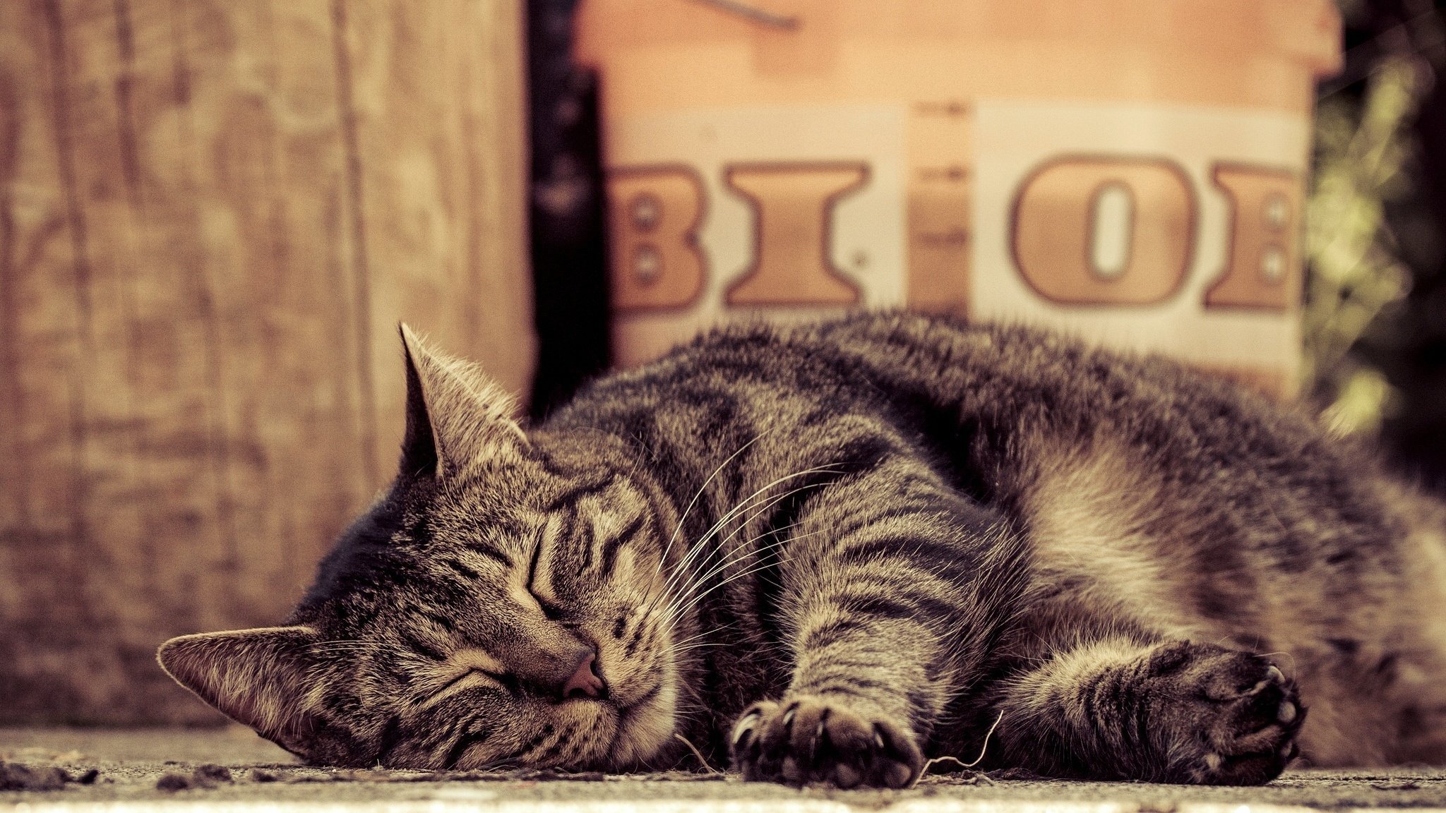 chat rayé chat se trouve dort pattes