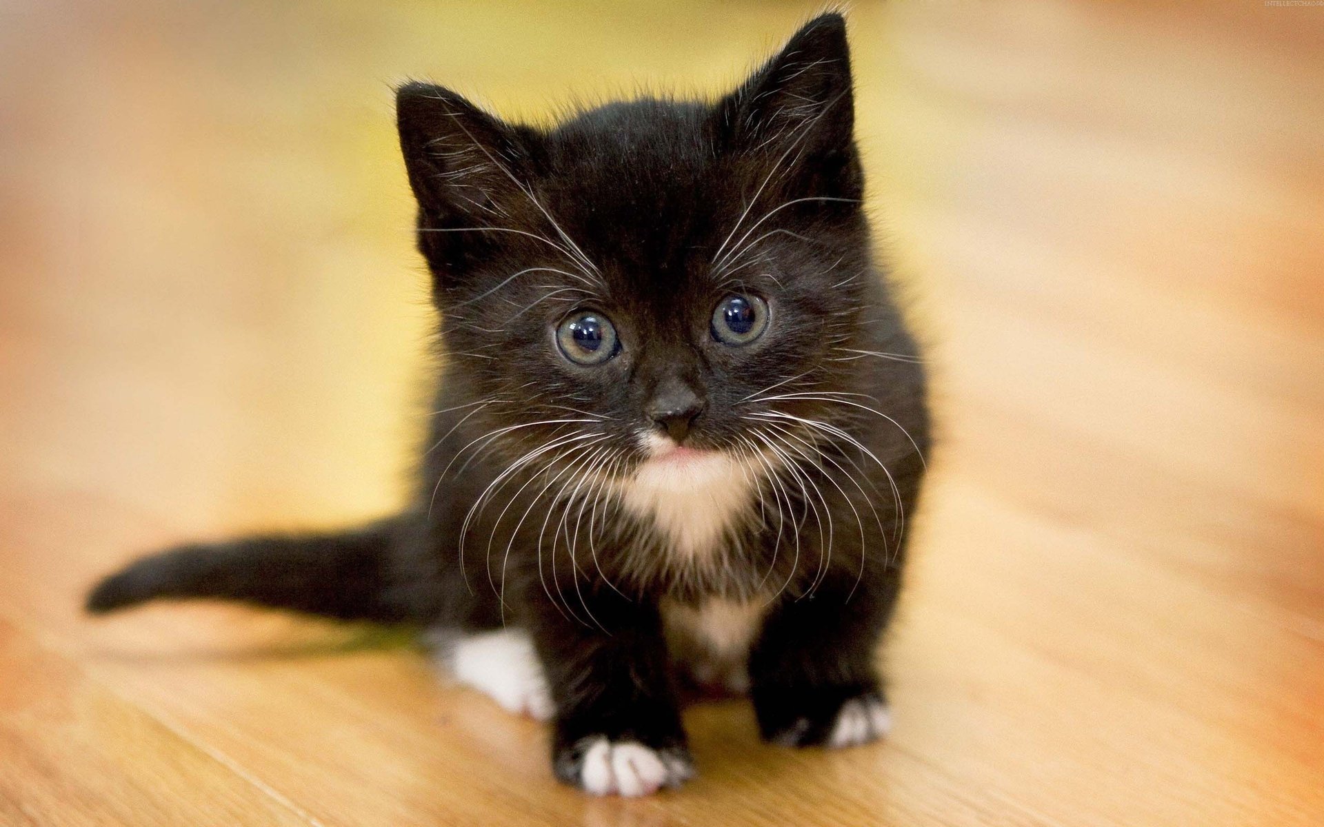 chaton yeux regard