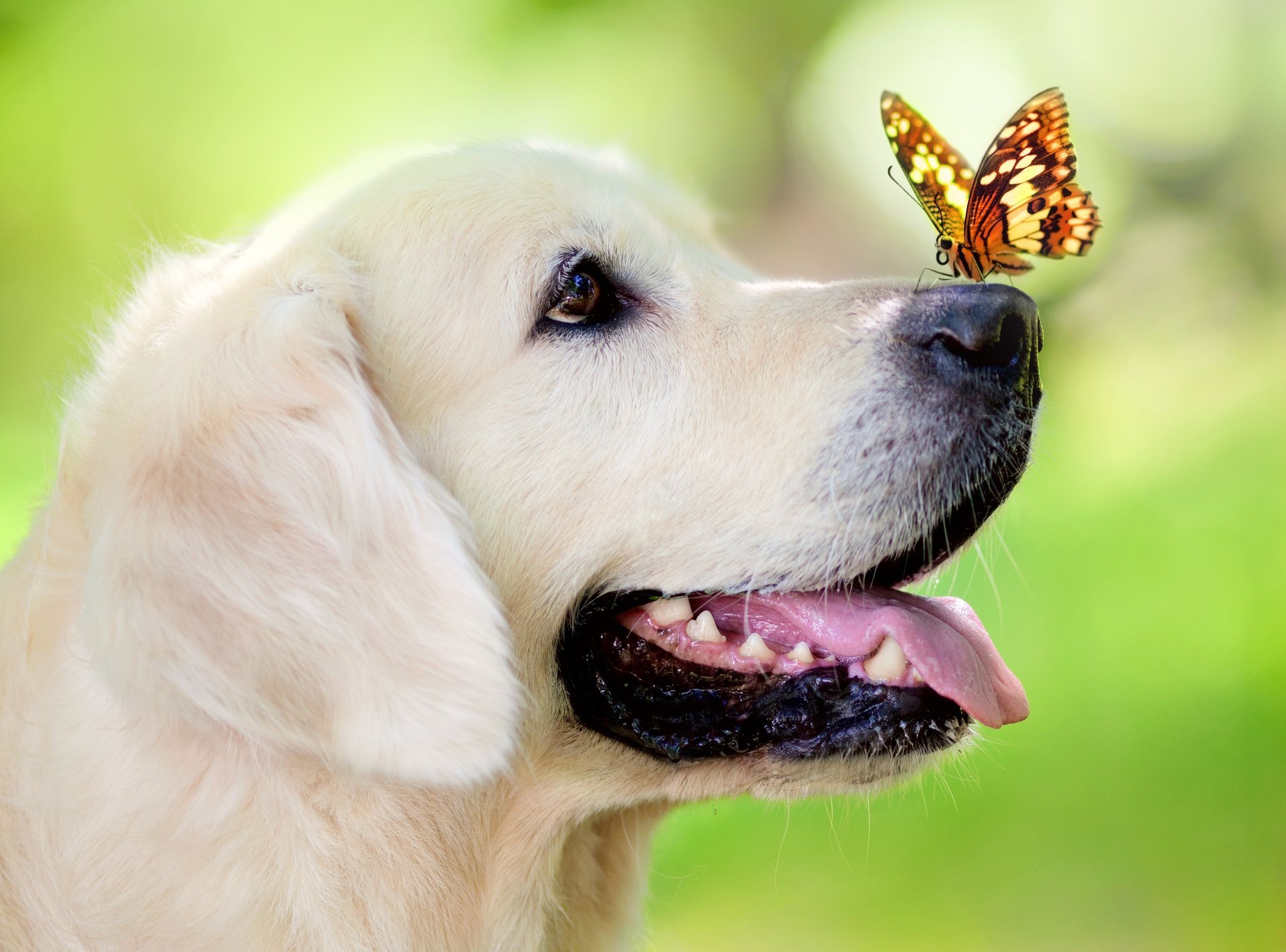 dog bokeh butterfly