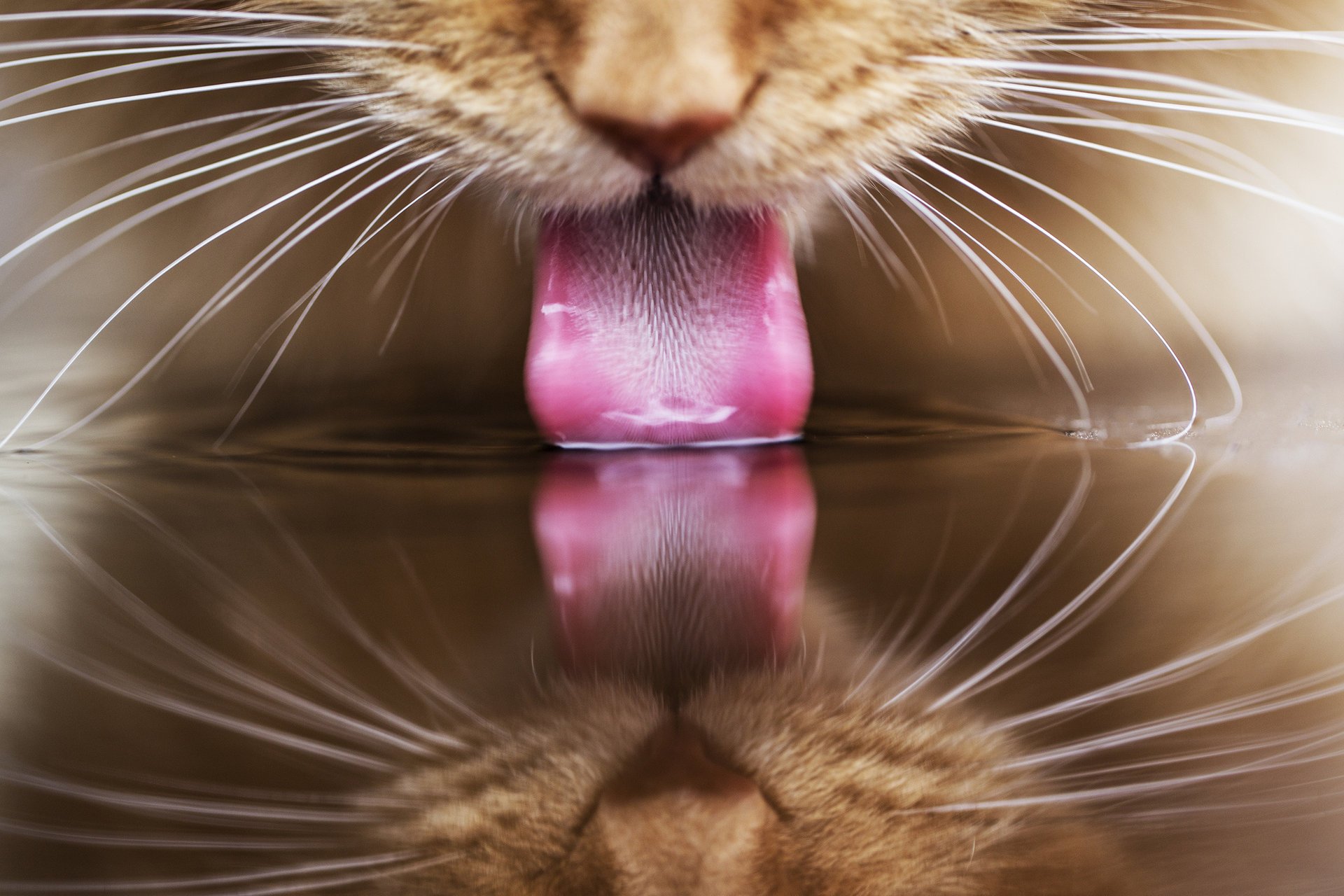 drinks water cat ginger cat reflection tongue
