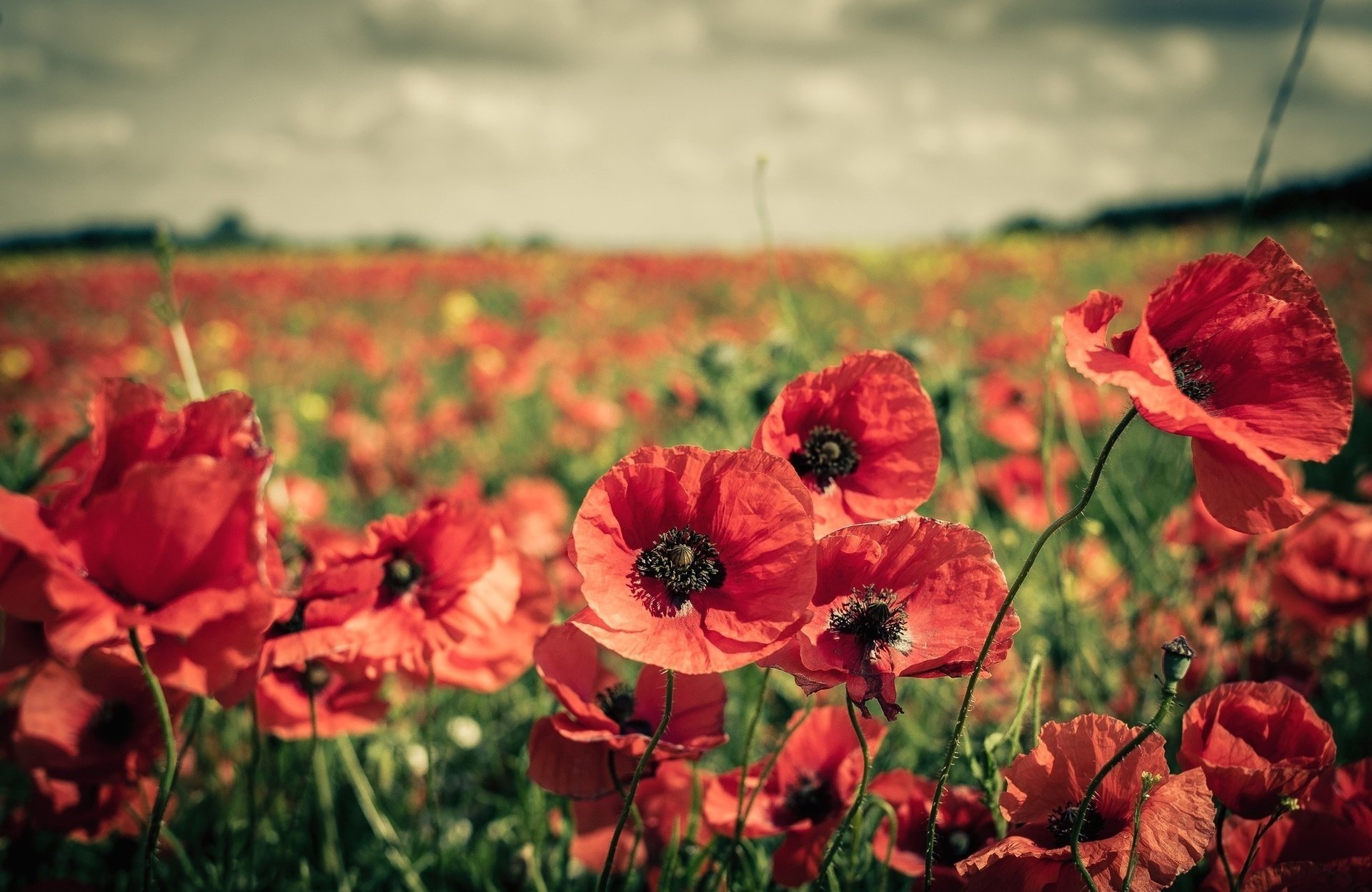 fleurs champ beaucoup coquelicots rouges