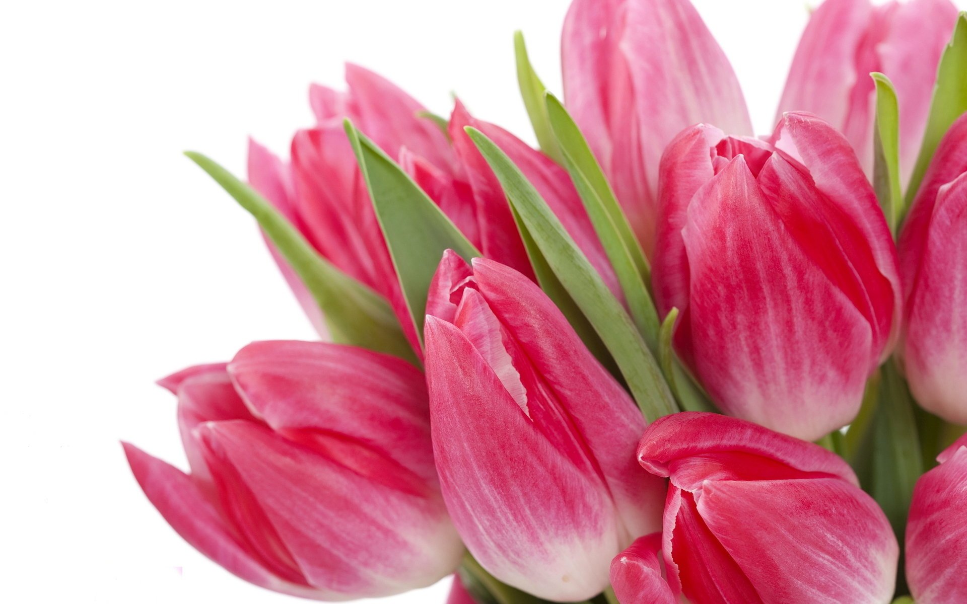 blumen tulpen flowers bright hell beauty pink bouquet tulpen