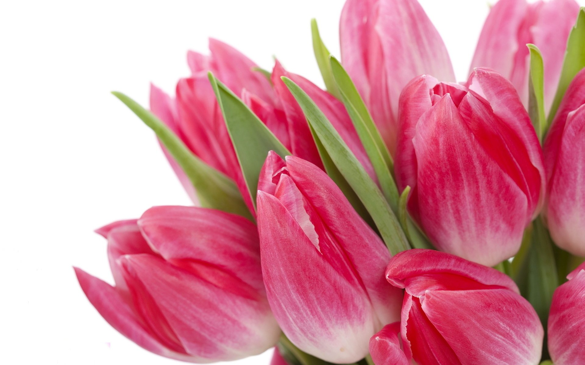 цветы tulips flowers bright яркие beauty pink bouquet тюльпаны