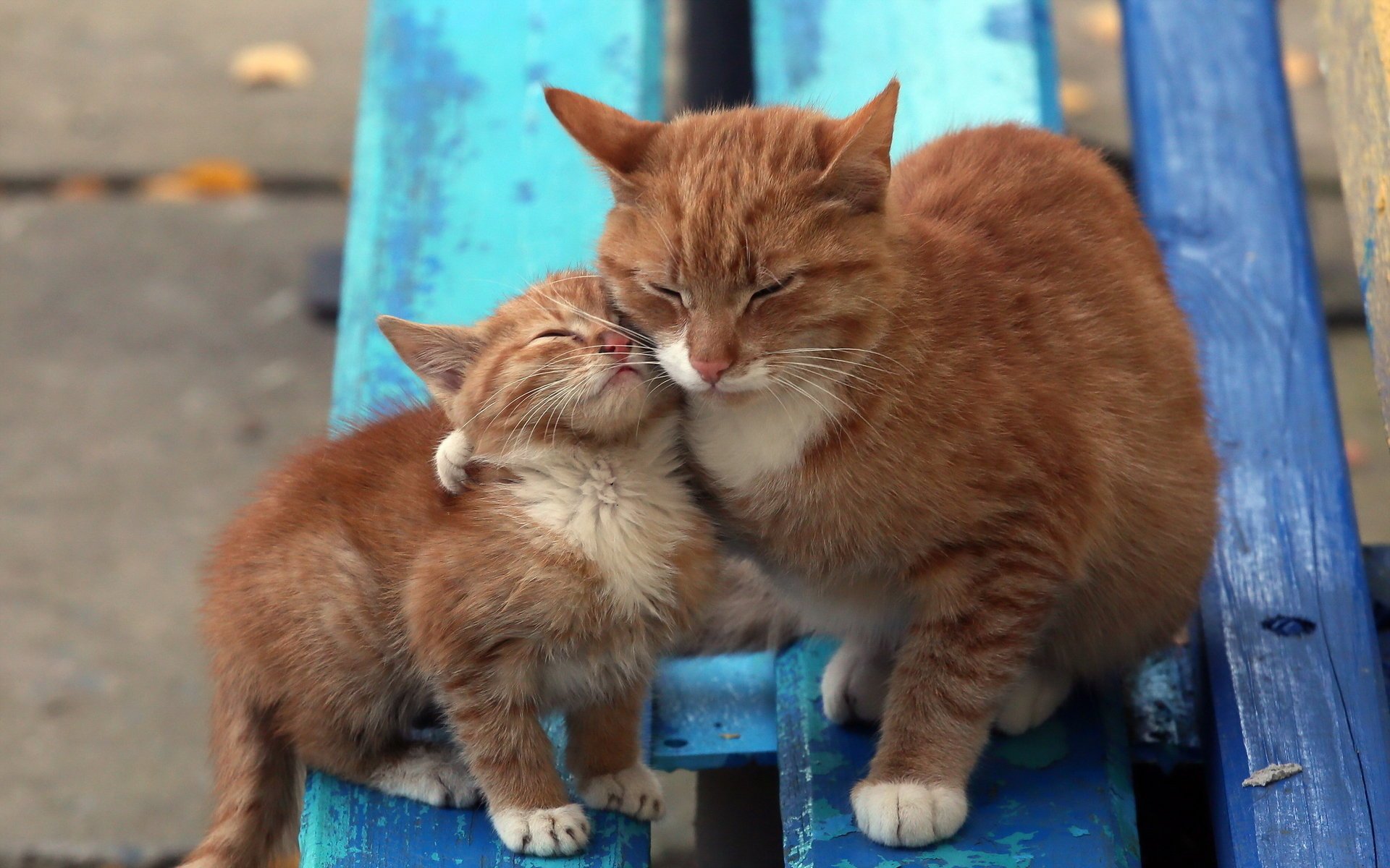fondo banco gatos