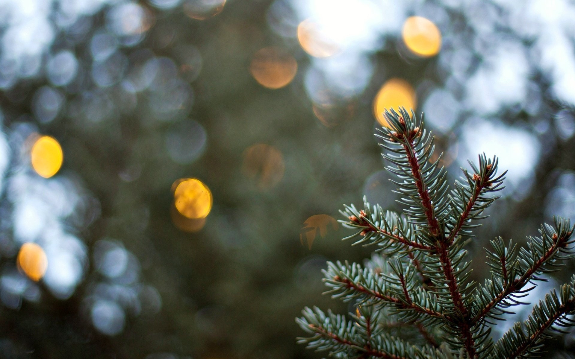 macro macro spruce background bokeh herringbone christmas tree blur bokeh