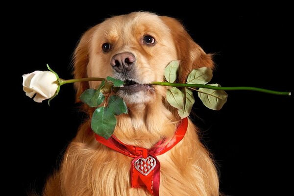 Un perro de oro lleva una rosa en sus dientes