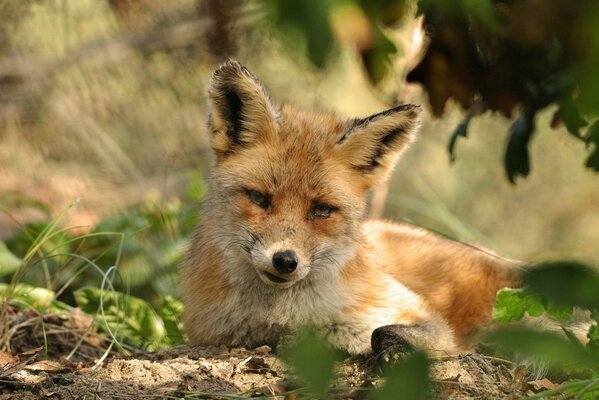 Der rothaarige Fuchs ruht sich auf dem Boden aus