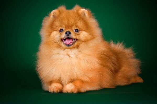 Mignon Spitz moelleux se trouve sur le ventre