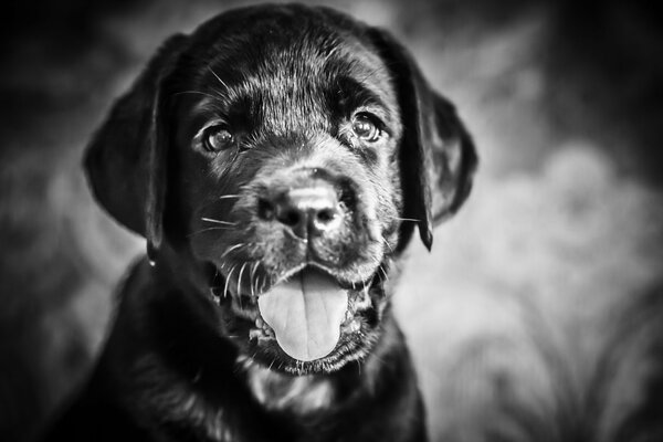 Cachorro negro con buen aspecto