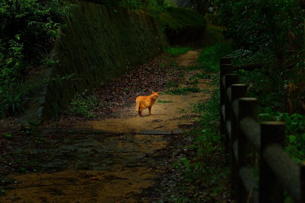 A red-haired cat in the park near the fence