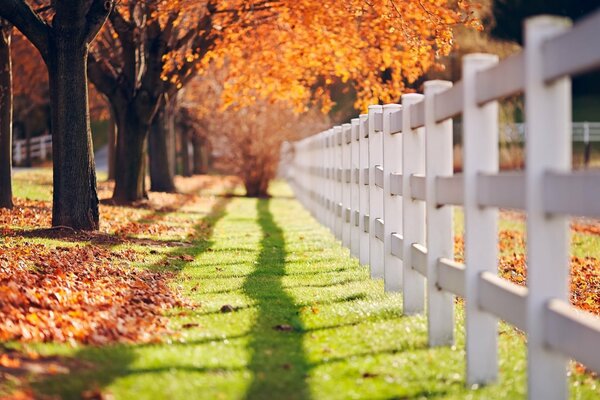 Grüner Weg mit Herbstbäumen