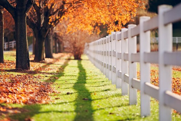 Sentier vert avec des arbres d automne