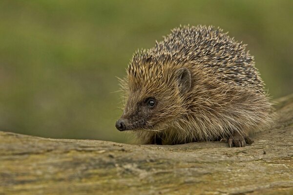 Cute hedgehog on a tree looks at the camera