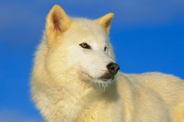 Lobo blanco contra el cielo azul