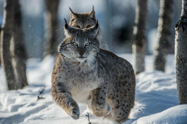 Two lynxes are racing through the white snow