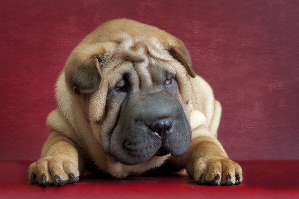 Marrón Shar Pei en el pliegue