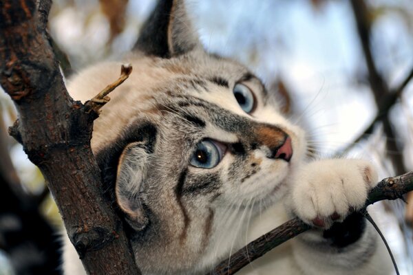 A cat with blue eyes and a pink nose