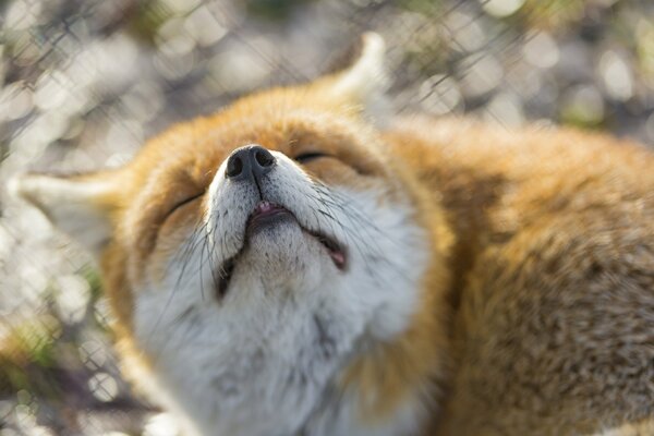 Volpe che dorme con la faccia in su