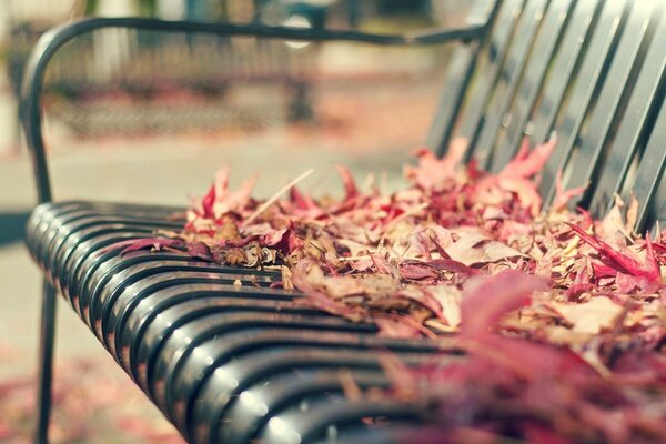 A bench with fallen autumn leaves