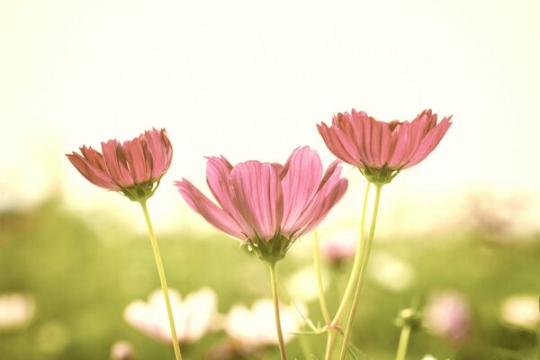Flores Rosadas sobre un fondo soleado
