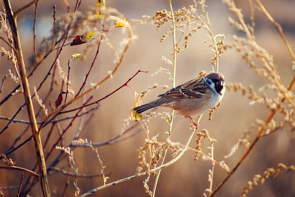Ein Spatz sitzt auf trockenem Gras