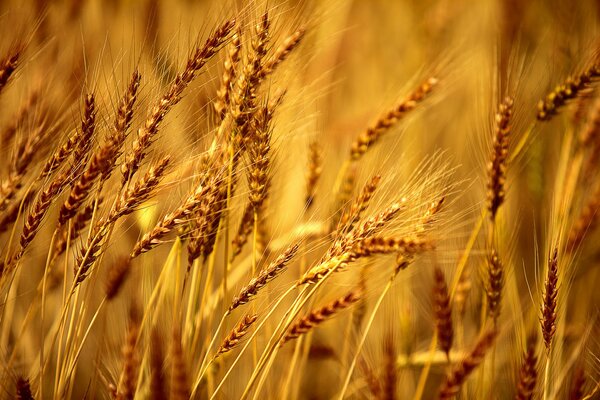Weizenernte im Herbst auf dem Feld