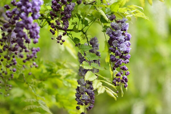 Fiori di glicine lilla pendenti
