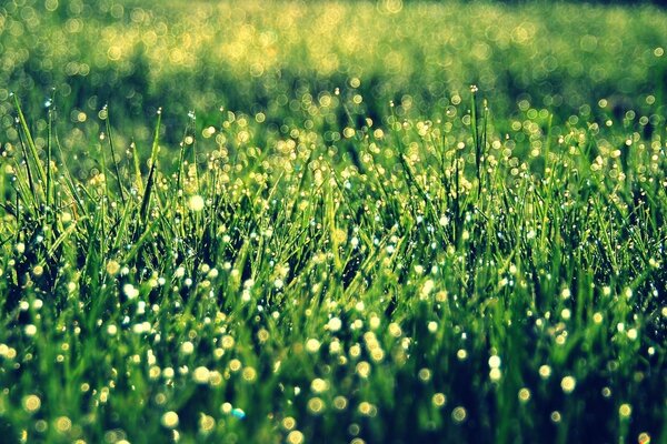 Morning dew on the grass under the rays of the sun