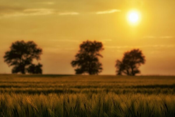 Schöne Natur. Feld der Ähren