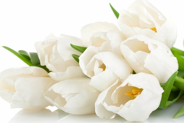 Bouquet of white delicate tulips