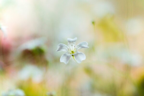 Fleur blanche sur fond flou