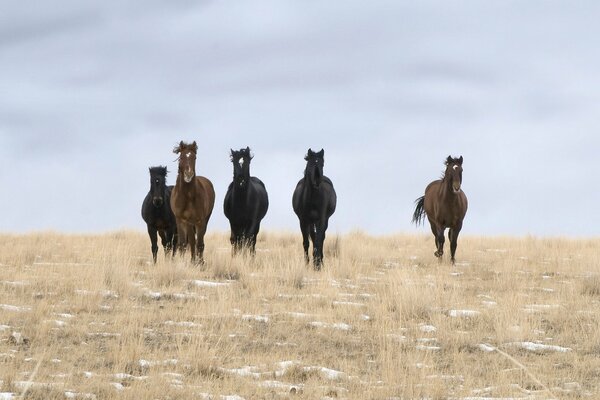 Caballos salvajes galopando por el campo