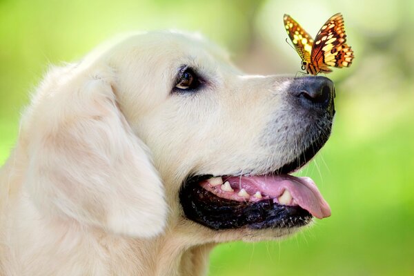 Una mariposa de colores se sienta en la nariz de un perro