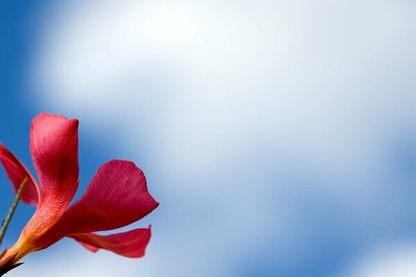 Red flower on the sky background