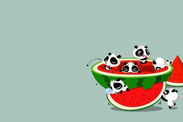 Los pandas comen deliciosa sandía jugosa