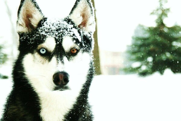 Husky aux yeux multicolores en hiver