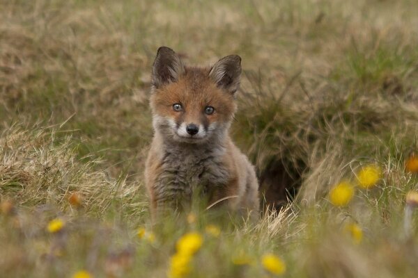 Ein Fuchs-Jungtier sitzt in der Nähe eines Baues im Gras