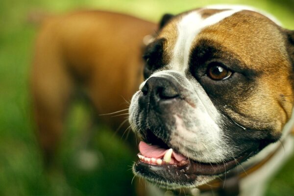 Englische Bulldogge lächelt im Gras