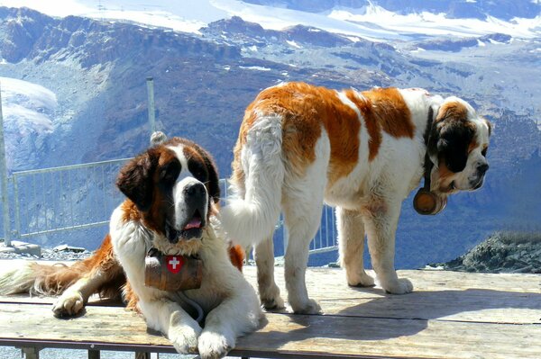 A pair of St. Bernards like in the movie Beethoven