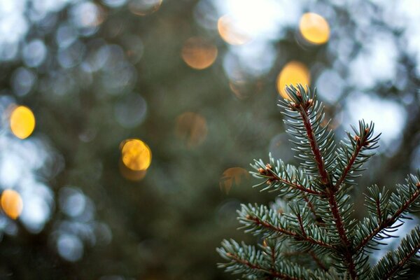 Wet Christmas tree on a blurry background