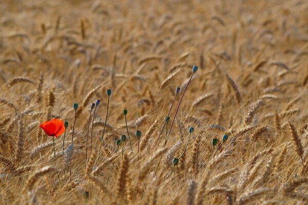 Weizenfeld. Rote Blume