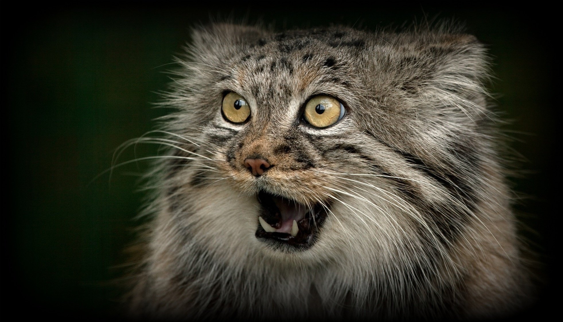 with anna jones mouth fangs predator face wild cat manul