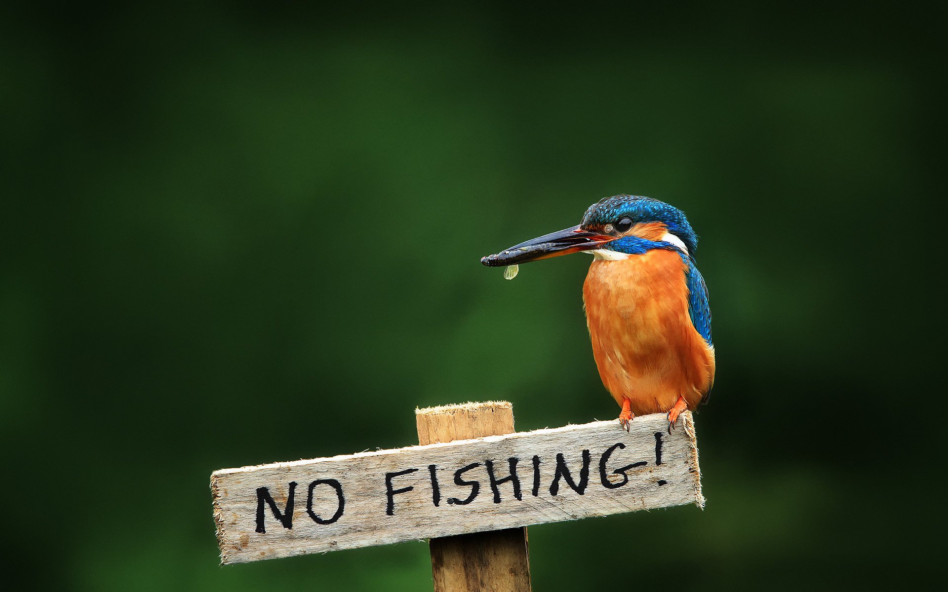 vogel gewöhnlicher eisvogel kingfisher alcedo atthi