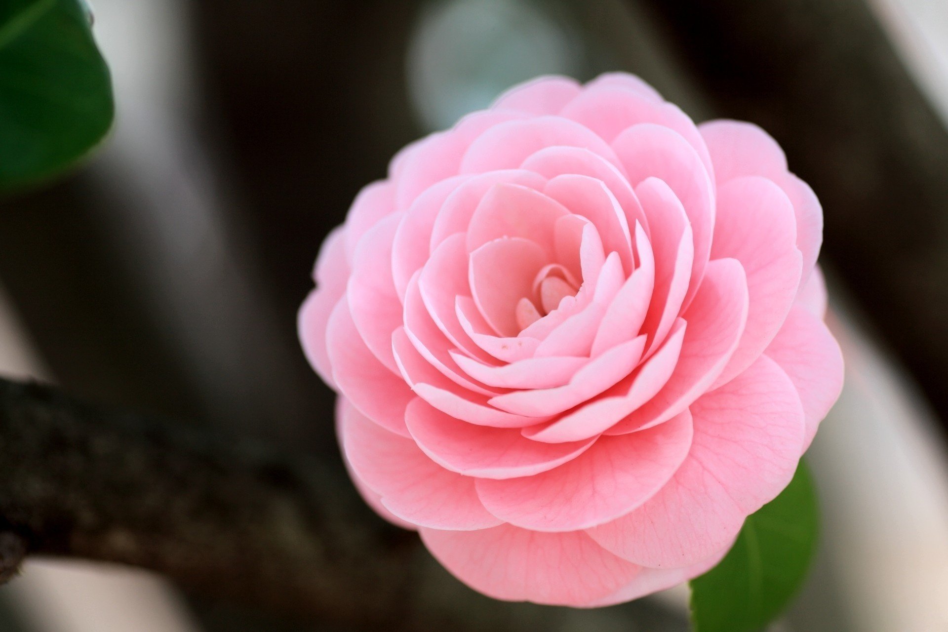 camélia rose fleur gros plan