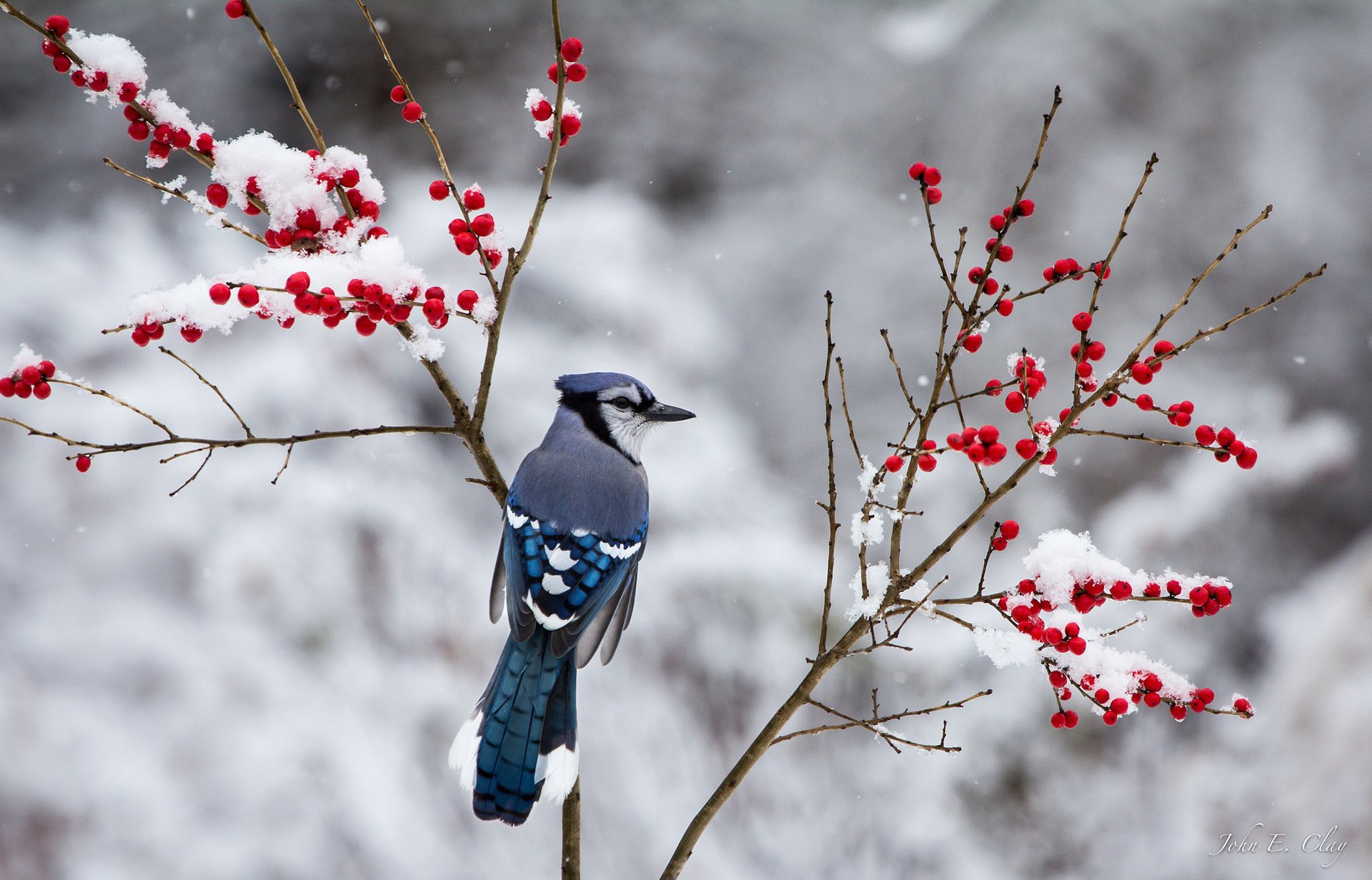 jay bird winter snow branches berrie